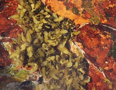 Sargassum incisifolium