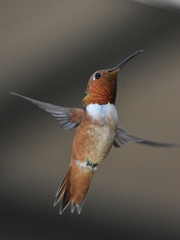 Selasphorus sasin sedentarius