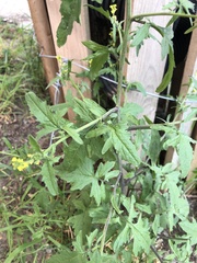 Sisymbrium officinale