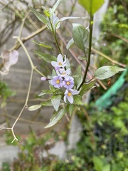 Solanum laxum