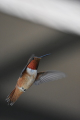 Selasphorus sasin sedentarius