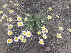 Anthemis sterilis