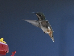Selasphorus sasin sedentarius