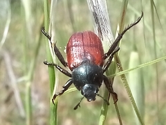 Anisopliina