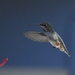 Nonmigratory Allen's Hummingbird - Photo (c) Benjamin J. Dion, some rights reserved (CC BY-NC-SA), uploaded by Benjamin J. Dion
