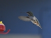 Nonmigratory Allen's Hummingbird - Photo (c) Benjamin J. Dion, some rights reserved (CC BY-NC-SA), uploaded by Benjamin J. Dion