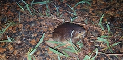 Uperodon globulosus