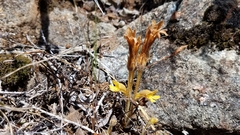 Aphyllon franciscanum