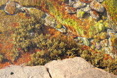 Sargassum incisifolium