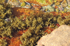 Sargassum incisifolium