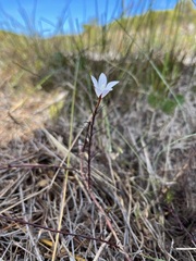 Prismatocarpus brevilobus