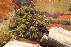 Sargassum incisifolium