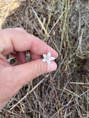 Prismatocarpus brevilobus