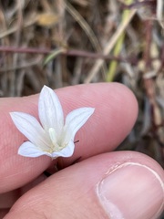 Prismatocarpus brevilobus