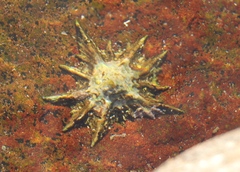 Scutellastra longicosta