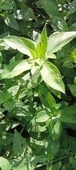 Ruellia drummondiana