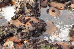 Gelidium pristoides