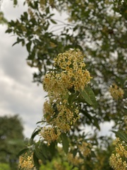 Fagraea fragrans