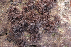 Gelidium pristoides