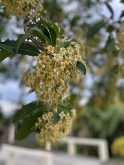 Fagraea fragrans