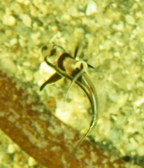 Pareques acuminatus
