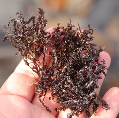 Gelidium pristoides