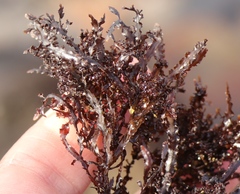 Gelidium pristoides