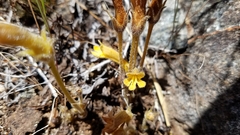 Aphyllon franciscanum