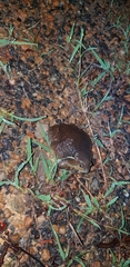 Uperodon globulosus