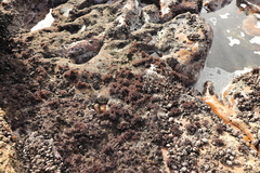 Gelidium pristoides