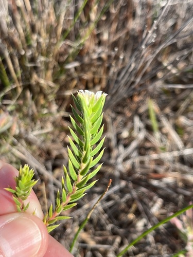 Image of Diosma arenicola by (c) Charleen Brunke, some rights reserved (CC BY)