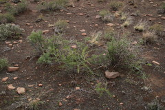 Asparagus retrofractus