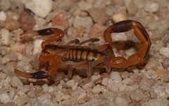 Uroplectes marlothi