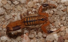 Uroplectes marlothi