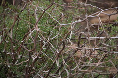 Asparagus retrofractus