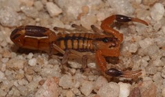 Uroplectes marlothi