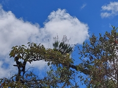 Epidendrum blepharistes