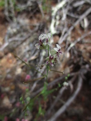 Streptanthus glandulosus secundus