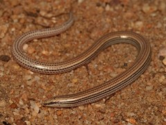 Striped Dwarf Burrowing Skink photo 4