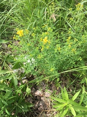 Hypericum perforatum
