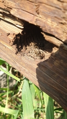 Pardosa