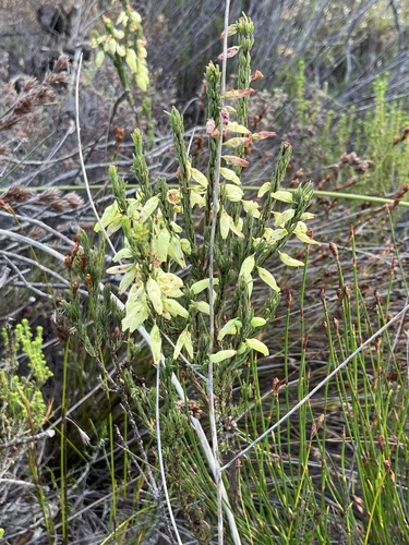 Image of Erica filipendula by (c) Charleen Brunke, some rights reserved (CC BY)