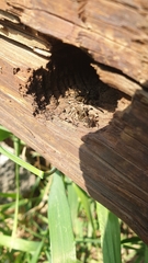 Pardosa