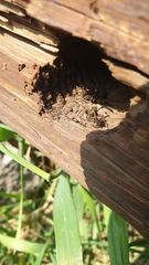 Pardosa