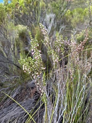 Erica placentiflora