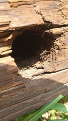 Pardosa