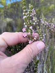 Erica placentiflora