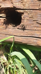 Pardosa