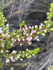 Erica placentiflora