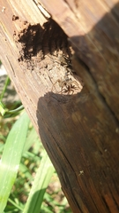 Pardosa